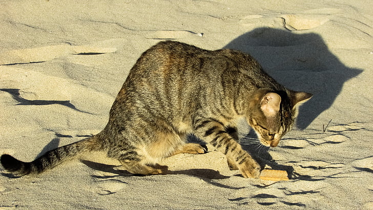 kaķis, nomaldījusies, pludmale, dzīvnieku, piemīlīgs, āra, bezpajumtnieki