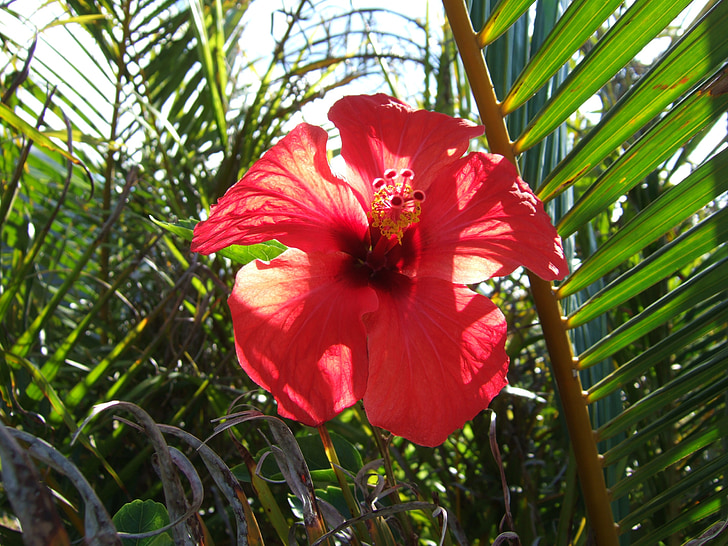 Hibiscus, flor, exóticos, verano, naturaleza, planta, Pétalo