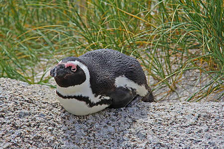 ペンギン, かわいい, かわいい, 美しい, ビーチ, 岩のビーチ, ペンギン