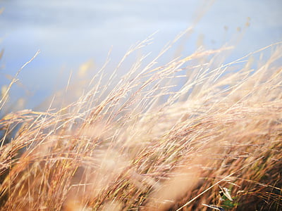 мелкий, фокус, фотография, Пшеница, поле, Природа, зерно