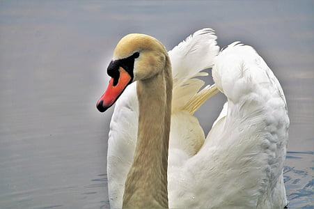 swan, water bird, white, pond, feather, neck, wild