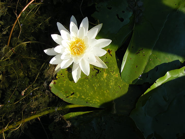 water lily, danube, water, flower