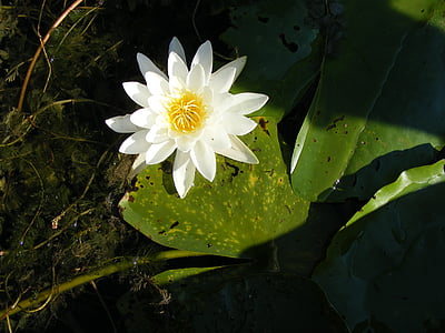 lilia wodna, Dunaj, wody, kwiat