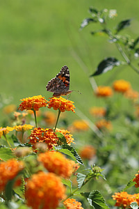 vlinder, macro, sluiten, groene weide, dier, lente, bloem