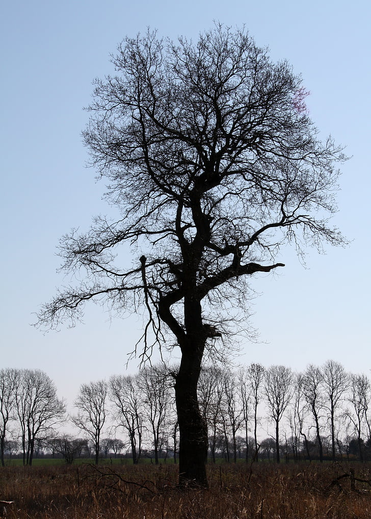 vemmetofte, park, oak tree, silhouette, winter day, wood, alone