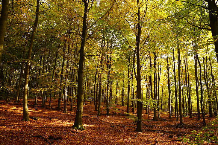 automne, feuilles, été indien, automne doré, nature, Or, arbre