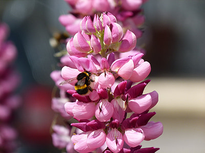Градински цветя, земните пчела, цветен прашец, Градина, пчела, земни, цвете
