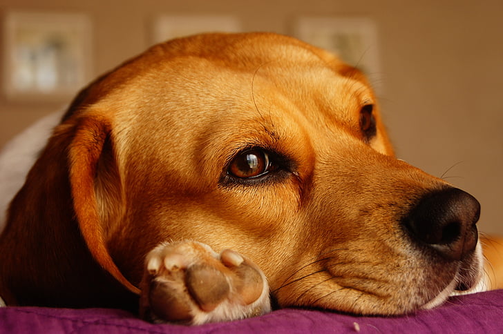 dog, beagle, look, paw, color, animal, head