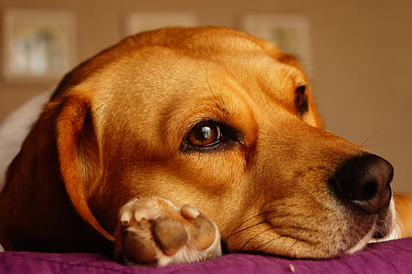 con chó, Beagle, Nhìn, paw, màu sắc, động vật, đầu