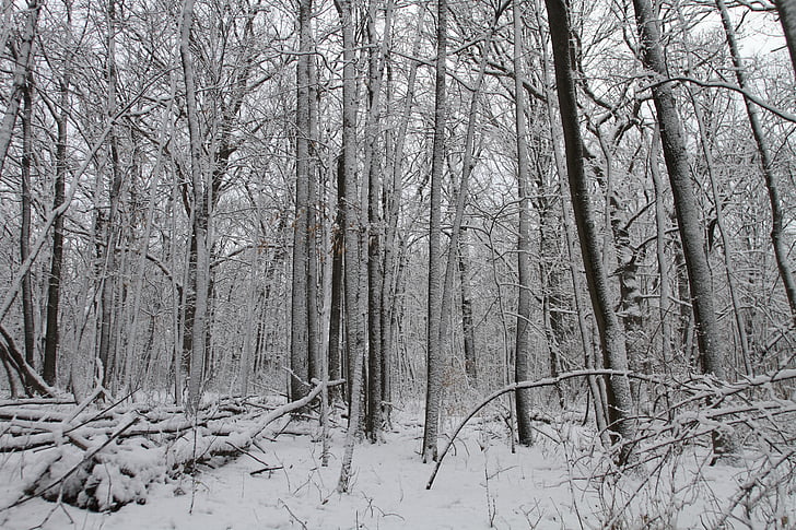 l'hivern, arbres, neu, paisatge, arbres d'hivern, desembre