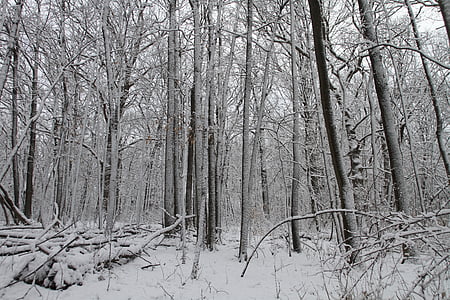 talvi, puut, lumi, maisema, talvi puut, joulukuuta