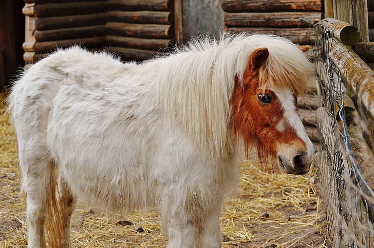 pony, Wildpark poing, wit, bruin, paard, schattig, Portret