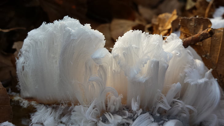 frost flower, haarijs, ice, mold, cold, frost, forest