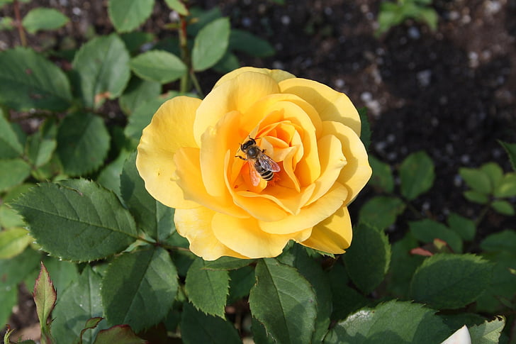 rumena vrtnica, čebela, cvet, cvet, vrt, makro, insektov