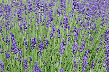 lavender, blossom, bloom, purple, violet, flower, lavender flowers