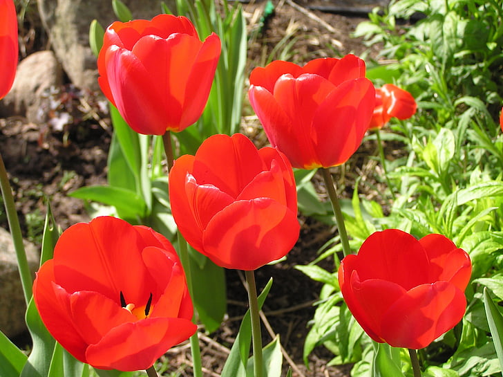 tulipes, primavera, Tulipa, flor, vermell, jardí, planta