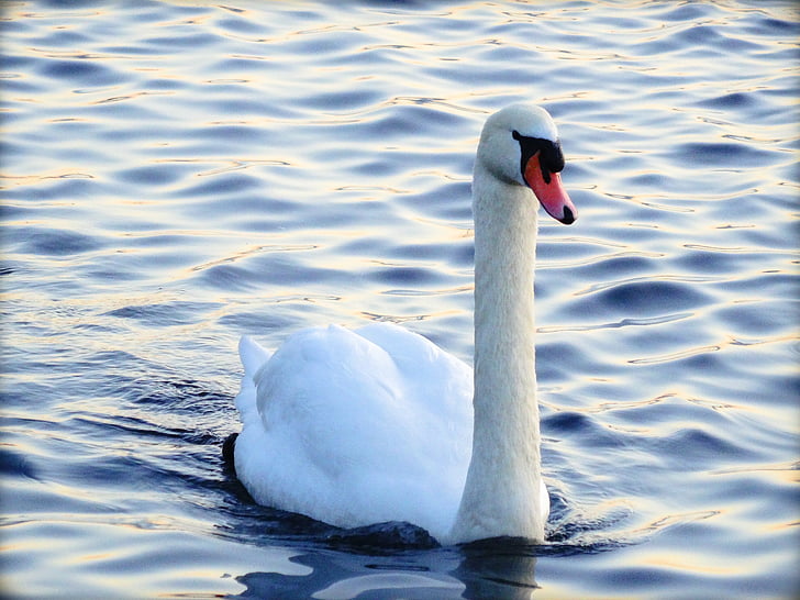 Swan, vatten, fågel, vit, vatten fågel, vit svan, våg