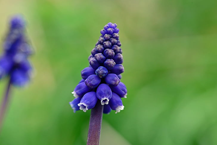 Muscari, drue hyacinth, Middelhavet baby's breath, Middelhavet bluebell, pære, staude, forår