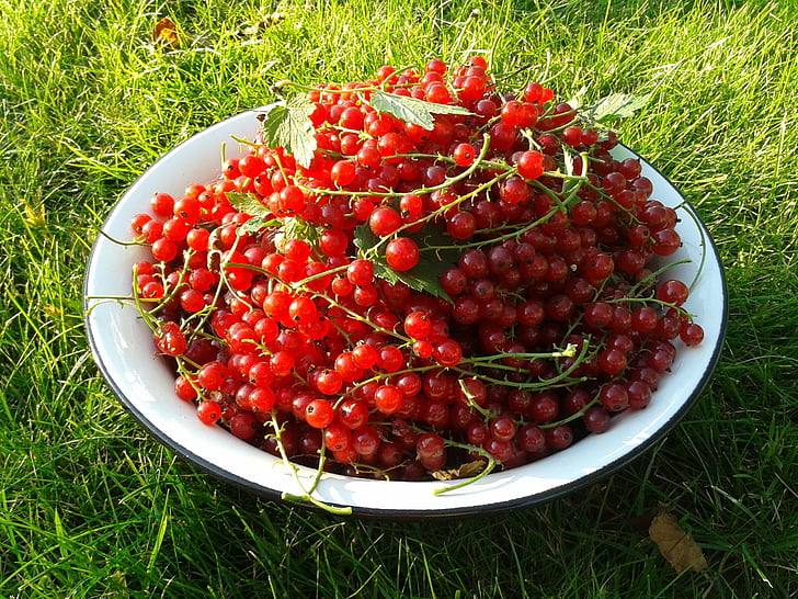 Korint, bær, Red currant, Harvest, velsmakende, Nærbilde, rød