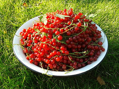 currant, berry, red currant, harvest, tasty, closeup, red