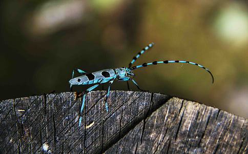 bọ cánh cứng, màu xanh, Longhorn, một trong những động vật, động vật hoang dã, chủ đề động vật, động vật hoang dã