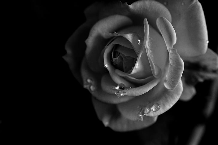 Роза, цветок, черный и белый, воды, капли