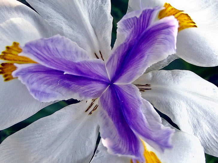 iris de fée, fleur, fleurs, jardin, Hartbeespoort dam, Afrique du Sud, plante