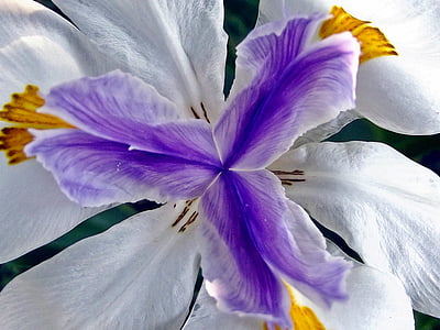 Fairy iris, bloem, bloemen, Tuin, Hartbeespoort dam, Zuid-Afrika, plant