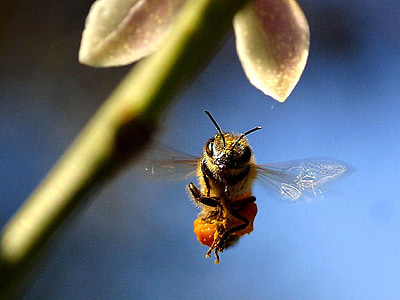 蜂, フライング, 花, 昆虫, 飛ぶ, マクロ, 蜂蜜