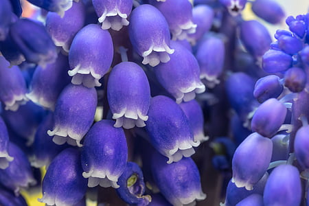 hyacinth grozdnega, Muscari, cvet, cvet, pomlad, vrt, svetlo