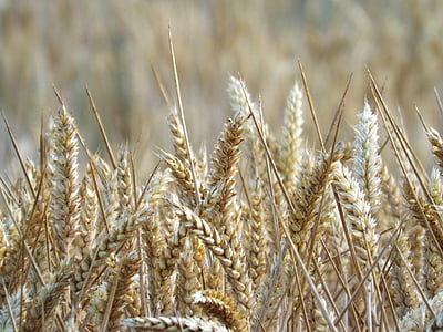 campos, cereales, espiga, cosecha, naturaleza, agricultura, campo