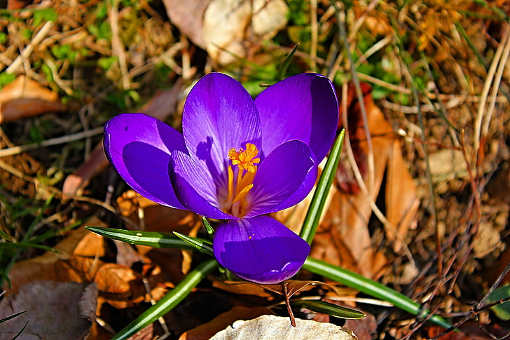 Crocus, printemps, bloomer précoce, violet, signe avant-coureur du printemps, fermer