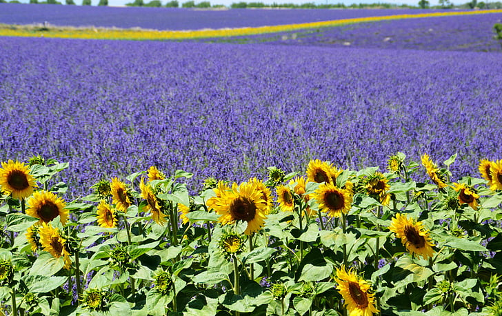 lavender сфера, Соняшник, Валансоль, Провансі, літо, фіолетовий, Середземноморська