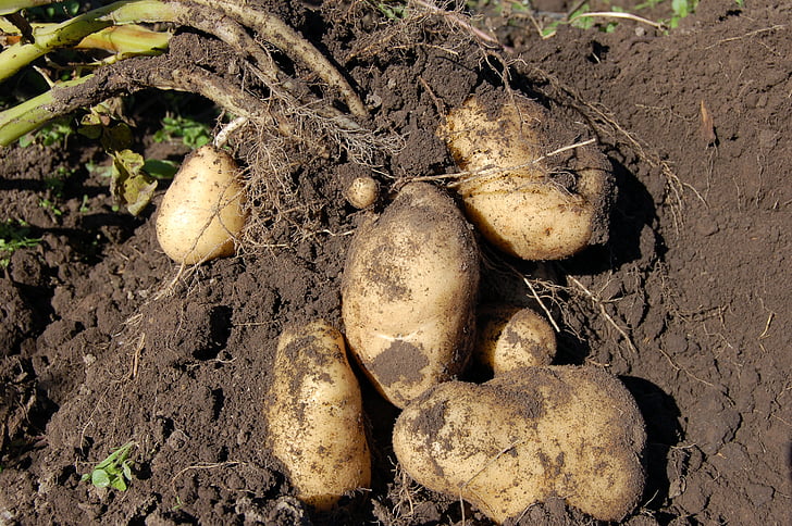 potatoes, land, fruit, why, potato, haulm, light