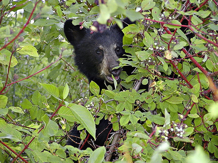 bear, cub, black, head, eating, berries, nature