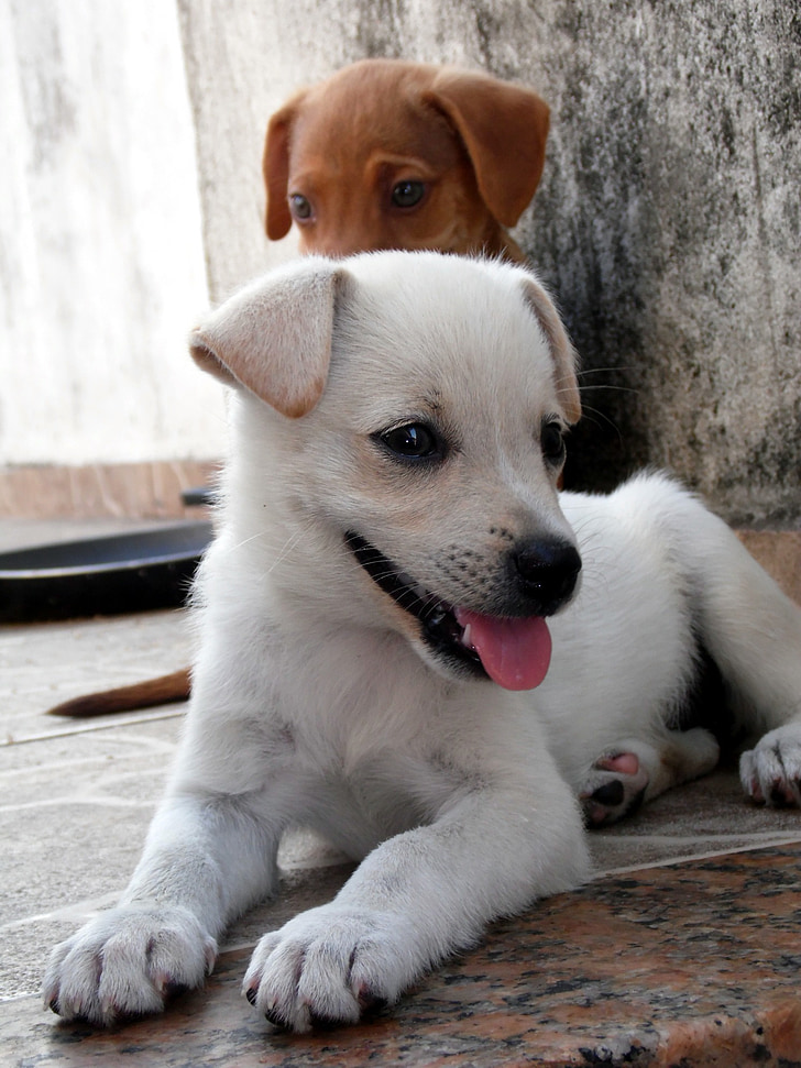 animal, dog, puppy