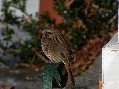 sparrow, winter, boot scraper, bird, brown, snow, small
