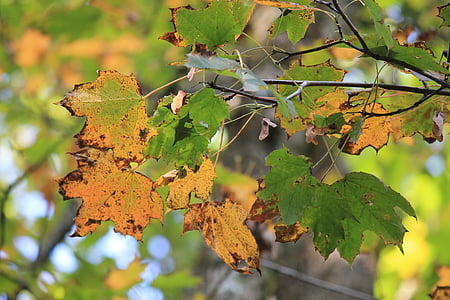Leaf, jeseň, listy, Zlatá jeseň, listy na jeseň, Lístie pádu, Forest