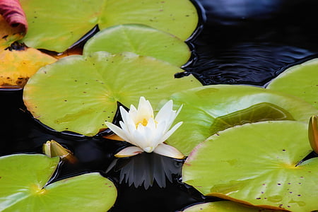 Lily bantalan, alam, air, riak, refleksi, hijau, lily air