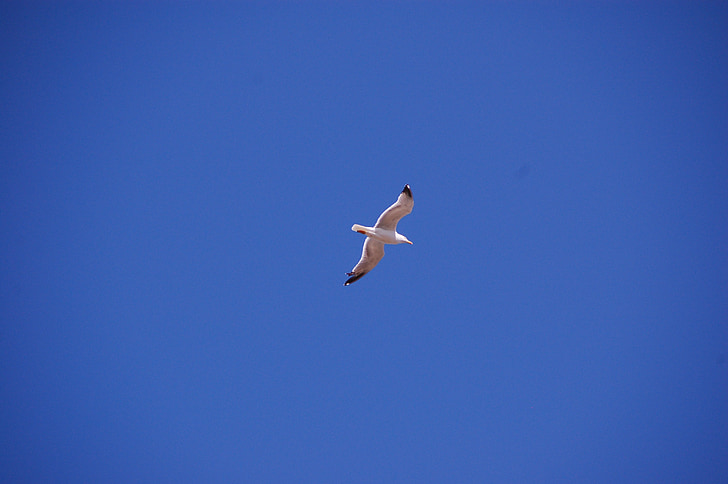 seagull, bird, flight, sky, dom