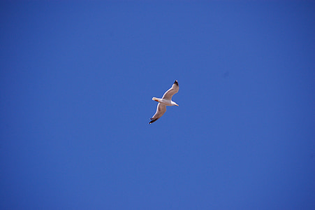 Seagull, vogel, vlucht, hemel, Dom