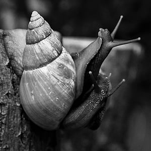 snails, achatina, african, slugs, couple, love, nature