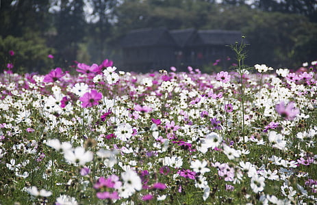 Blanco, rosa, Cosmos, flor, campo, durante el día, flores