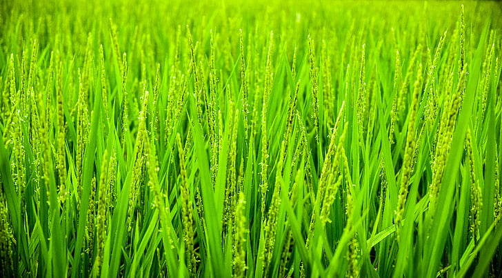 usjevi, polje, trava, zelena, priroda, nezrele, pšenica