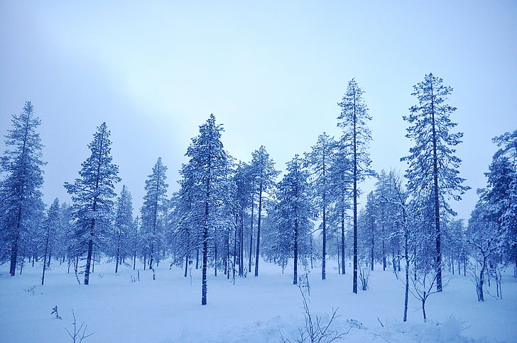 pozimi, Švedska, hladno, narave, sneg, drevo