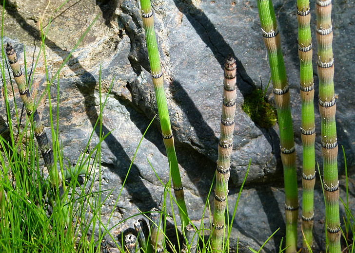 scouring rush horsetail, plant, nature, green, wild plant, outside, outdoor
