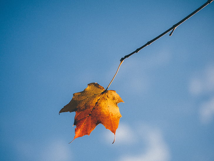 Leaf, rudens, izolēta, dzeltena, rudenī lapas fons, sezonas, sezonas
