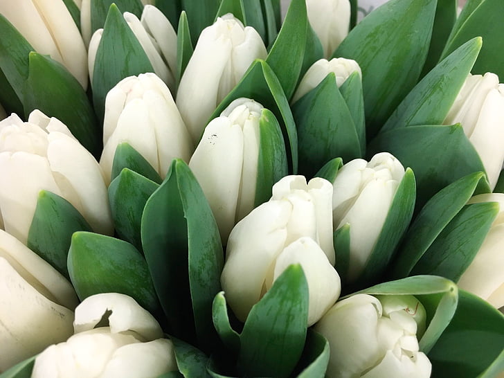 Tulipán, bílá, tulipány, Keukenhof, Nizozemsko, jaro, Nizozemsko