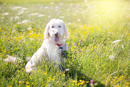 dog, poodle, pet, white, outdoor, wildflowers, yellow