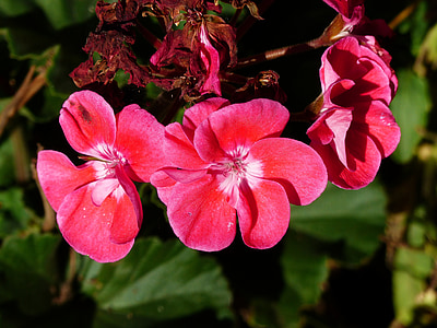 pink, geranium, close-up, flowers, nature, garden, gardening